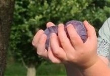 Ten Hoven Boomkwekers kweken een ruim assortiment pruimenbomen, van beginmaten tot en met volwassen exemplaren.