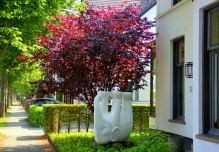 kleine bomen geschikt voor kleine tuinen of patiotuinen of stadstuinen