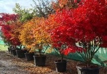 Japanse Esdoorns ook wel Acer palmatum levert Ten Hoven Bomen in diverse maten en prijzen.