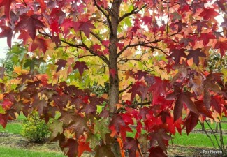 liquidambar styr. Herfskleur