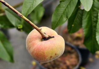 Perziken Abrikozen en Nectarinebomen zijn leverbaar bij Ten Hoven Bomen !  Fruit uit eigen tuin vers van de boom !