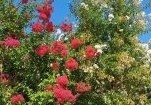 Lagerstroemia