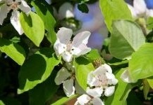 Op zoek naar kweeperen ? Wij hebben een leuk assortiment kweeperen in diverse maten, prijzen en cultivars.  Kom eens langs bij Ten Hoven Bomen !