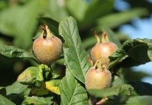 Ten Hoven Bomen levert Mispels in diverse maten, soorten en prijzen !