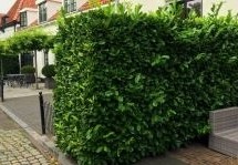 Op zoek naar mooie groenblijvende haagplanten ? Bekijk onze heggen pagina!