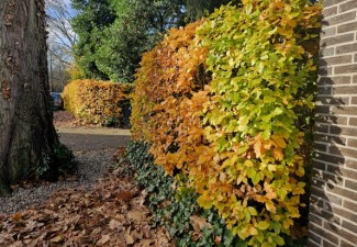 Ten Hoven Boomkwekers hebben diverse haagplanten op voorraad, supervers en van een goede kwaliteit, neem een kijkje in onze webshop !