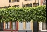Leibomen, Leilinde en Leibomen kopen in onze webshop!