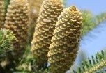 sparren, abies