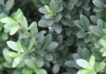 Ilex crenata