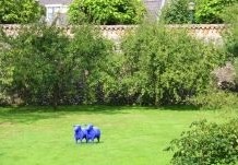 Op zoek naar aparte vruchtbomen? Neem een kijkje in de webshop van Ten Hoven Bomen
