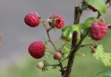 Ten Hoven bomen, een ruim aanbod aan verschillende soorten frambozen