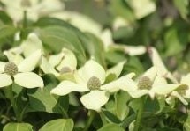 Cornus, Kornoelje