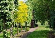 Wij hebben diverse unieke en hele zware leibomen staan ! Deze geven direct sfeer en zijn helemaal af. Uit voorraad leverbaar bij Ten Hoven Bomen
