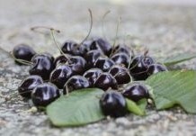 Op zoek naar ouderwetse kersenrassen? Neem een kijkje in onze webshop !