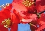Op zoek naar heesters voor vakbeplanting? Kijk in ons ruim assortiment.