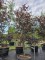 Afbeelding Japanse esdoorn - Acer palmatum 'Red Emperor'