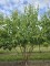 Afbeelding Zevenzonenboom - Heptacodium miconioides