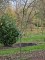 Afbeelding Pruimenboom met blauwe lekkere pruimen - Prunus domestica 'Bleue de Belgique'