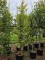 Afbeelding zuilvormige Ginkgo - Ginkgo biloba fastigiata 'Blagon'