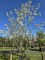 Afbeelding Appel - Malus domestica 'Jonagold'