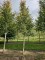 Afbeelding Krentenboompje - Amelanchier arborea 'Robin Hill'