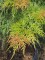 Afbeelding Japanse dwerg esdoorn - Acer palmatum 'Dissectum Viridis'