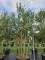 Afbeelding Steeneik - Quercus ilex
