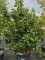 Afbeelding Wintergroene sierlijke Hulst - Ilex altaclerensis 'Wilsonii'