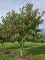 Afbeelding Amberboom - Liquidambar styraciflua 'Worplesdon'