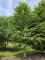 Afbeelding Carpinus betulus - Haagbeuk