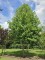 Afbeelding Westerse Magnolia - Magnolia Tripetala
