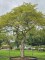 Afbeelding Japanse esdoorn - Acer palmatum 'Dissectum'