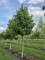 Afbeelding Amberboom - Liquidambar styraciflua 'Palo Alto'