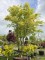 Afbeelding Groenbladige Japanse esdoorn - Acer palmatum