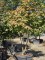 Afbeelding Japanse esdoorn - Acer japonicum 'Vitifolium'