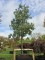 Afbeelding Zilvereik - Quercus Ithaburensis 'Hemelrijk Silver.