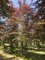 Afbeelding Rode beuk - Fagus sylvatica 'Atropunicea'