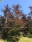 Afbeelding Rode beuk - Fagus sylvatica 'Atropunicea'