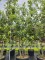 Afbeelding Steeneik - Quercus ilex