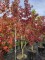 Afbeelding Amberboom - Liquidambar styraciflua
