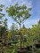 Afbeelding Perzische Slaapboom 'Ombrella' - Albizia julibrissin 'Ombrella'