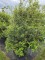 Afbeelding Schijnhulst met voorjaarsbloei - Osmanthus x Burkwoodii