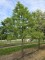 Afbeelding Moerascypres - Taxodium distichum