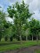 Afbeelding Plataan - Platanus x hispanica