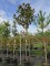 Afbeelding Groenblijvende magnolia - Magnolia grandiflora 'Galissoniere'