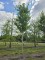 Afbeelding Amerikaanse Esdoorn - Acer rubrum 'Summer Red'