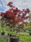 Afbeelding Japanse Esdoorn - Acer palmatum 'Bloodgood'