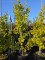 Afbeelding zuilvormige Ginkgo - Ginkgo biloba fastigiata 'Blagon'
