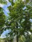 Afbeelding grootbladige meelbes - Sorbus 'Wardii'