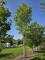Afbeelding Tulpenboom - Liriodendron tulipifera